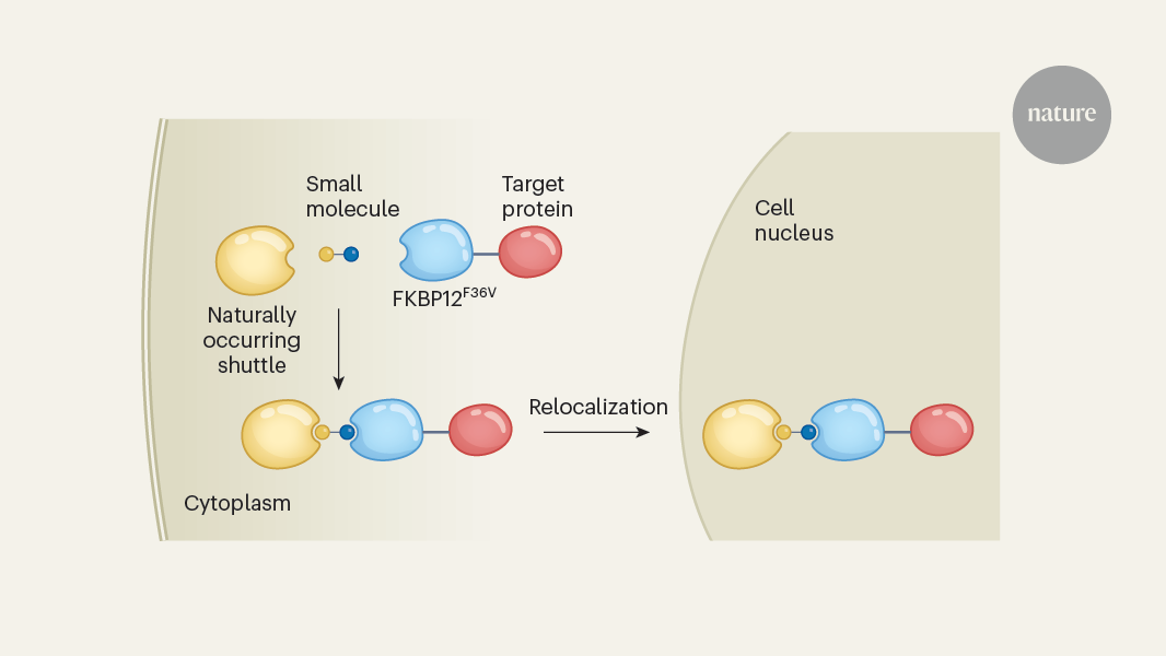 Small molecules help misplaced proteins hitchhike around cells