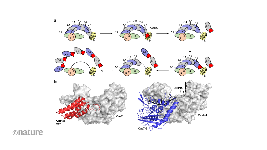 How a bacterial immune system gets taken apart