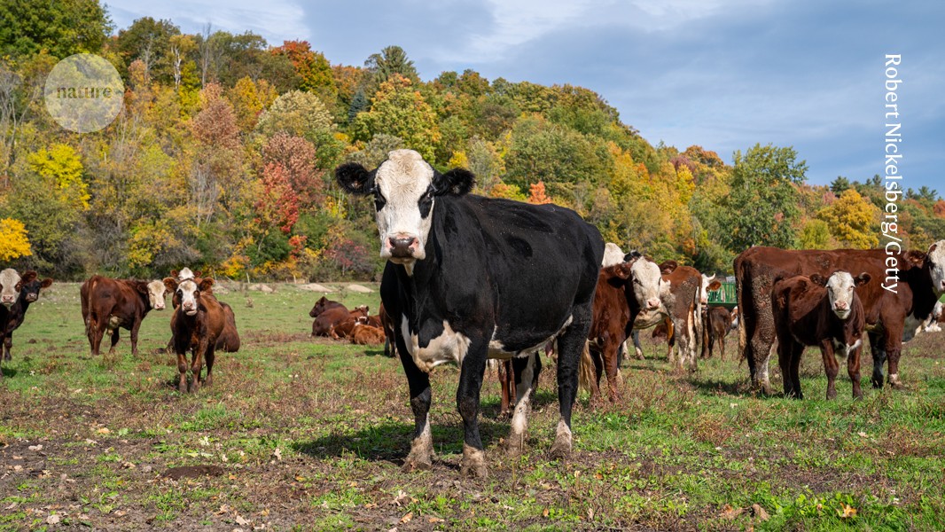 Simple steps could shrink US beef industry’s carbon hoofprint