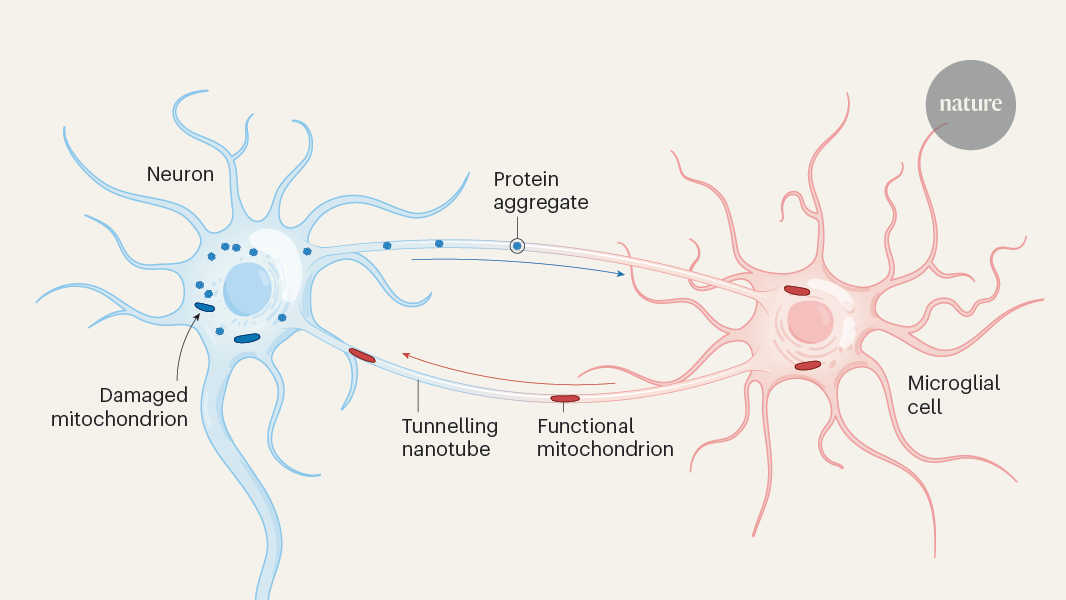 Cell-to-cell tunnels rescue neurons from degeneration