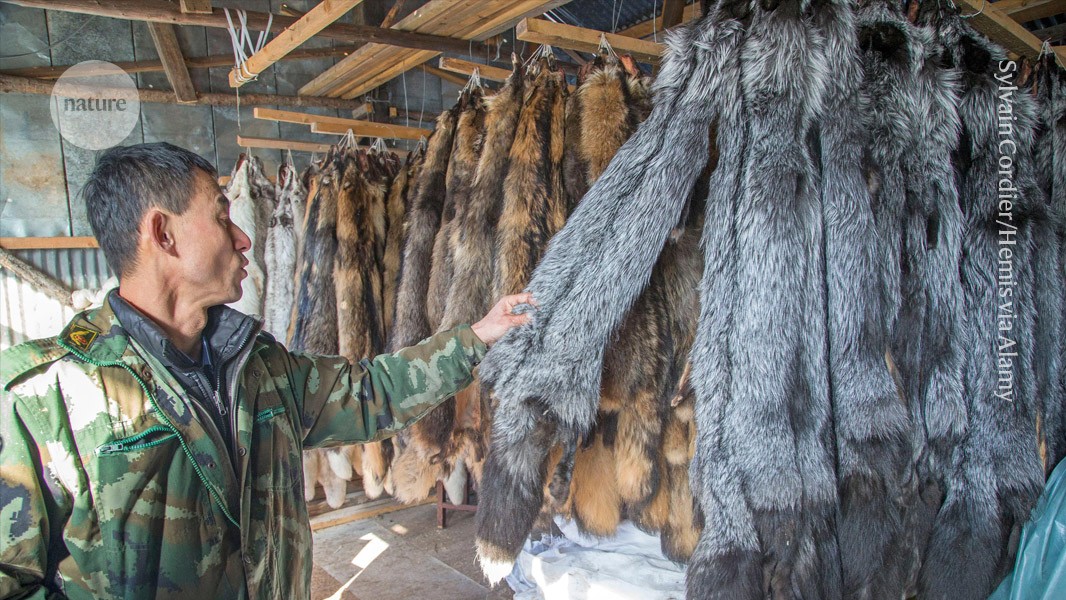 Fur farming a ‘viral highway’ that could spark next pandemic, say scientists