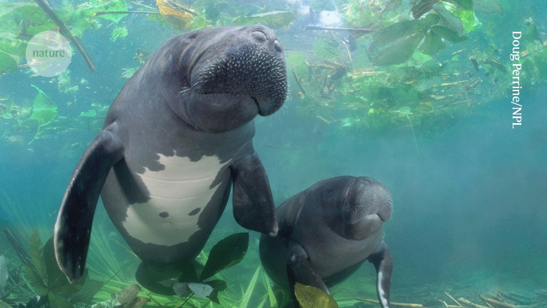 The Amazon’s gargantuan gardeners: manatees