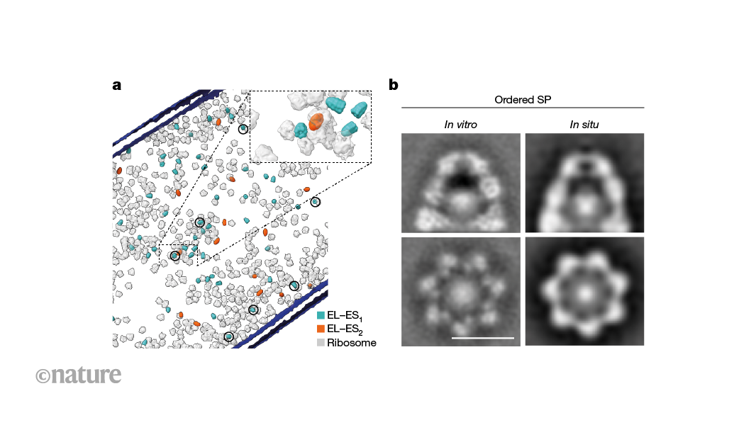 Cage-like complexes that protect folding proteins visualized in cells