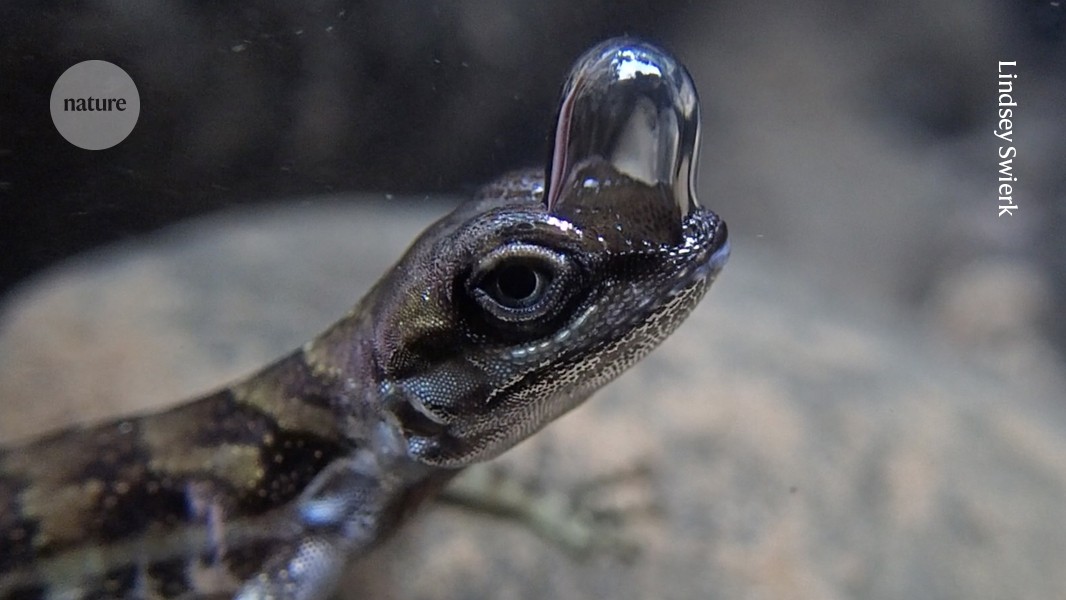 This ‘scuba diving’ lizard has a self-made air supply