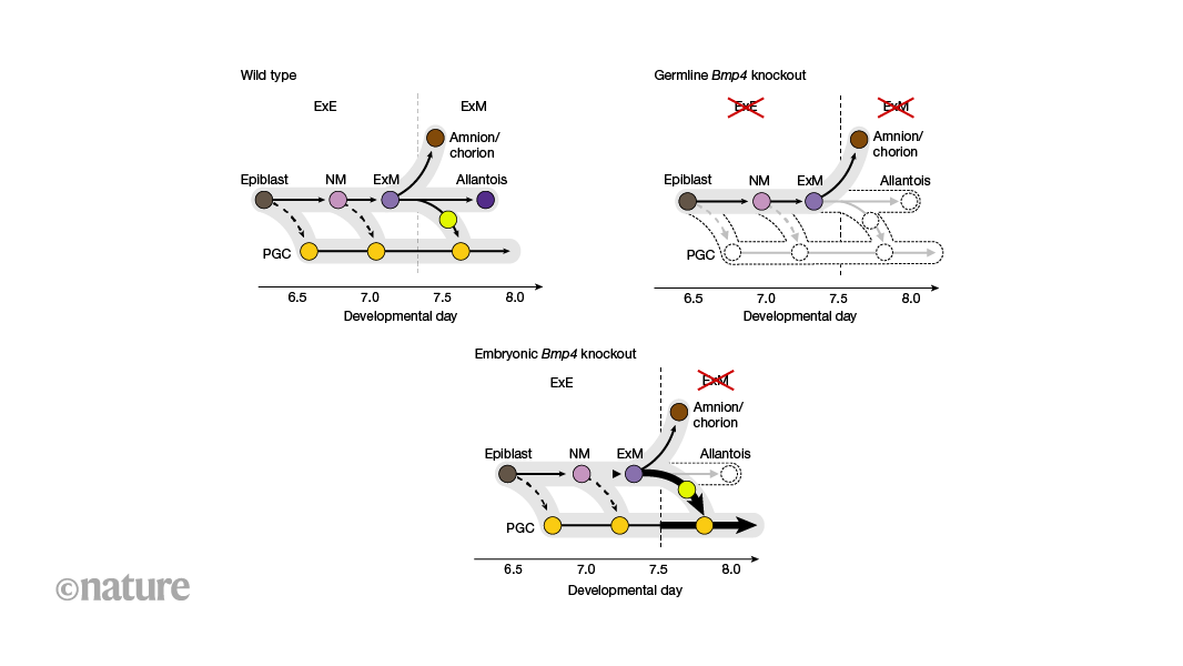 Crosstalk between the embryo and the developing placenta relies on same signal for multiple messages