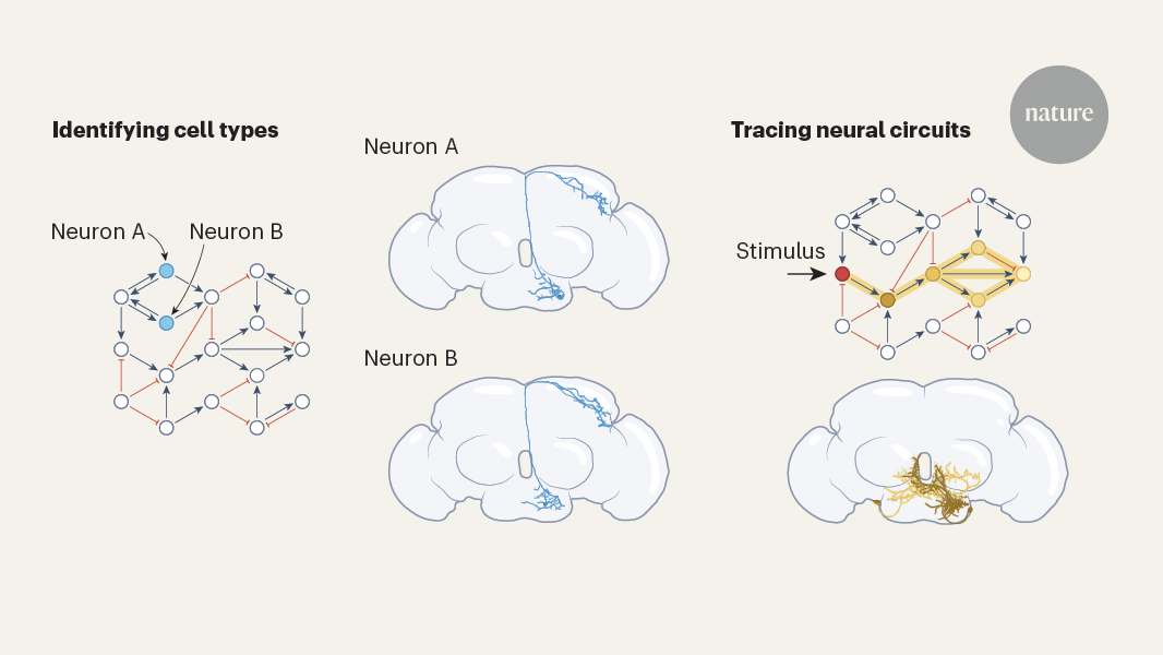 A complete wiring diagram of the fruit-fly brain