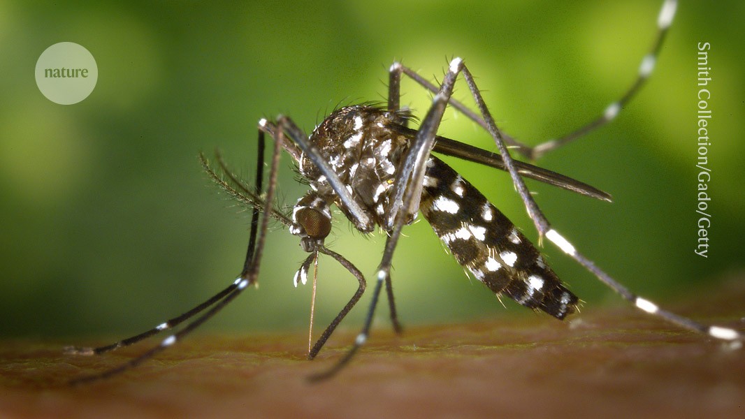 Mosquito-borne diseases are surging in Europe — how worried are scientists?