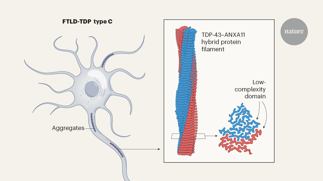 Hybrid protein filaments are a surprise twist in neurodegeneration