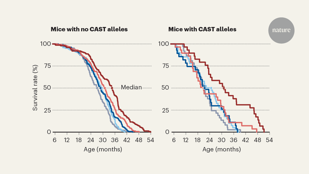 Dietary restriction can extend lifespan — but genetics matters more