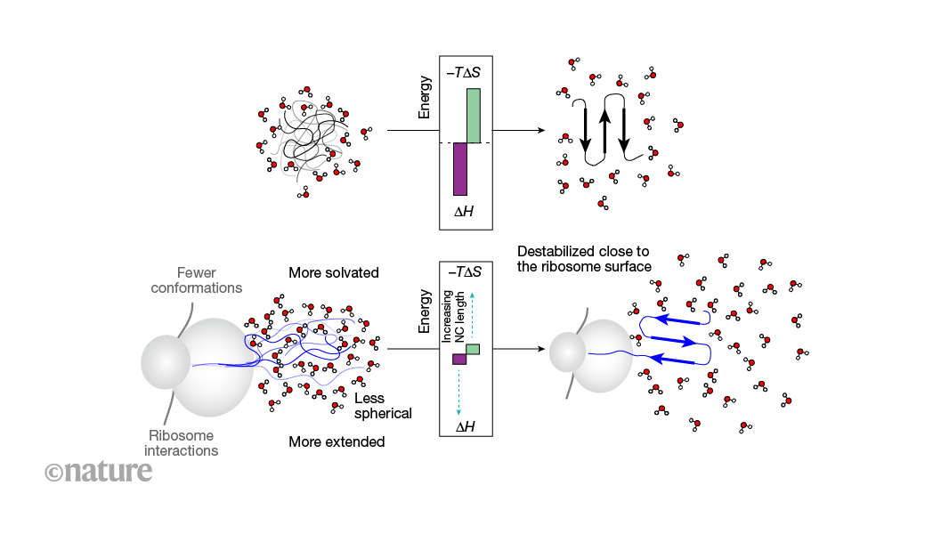 How ribosomes shape protein folding
