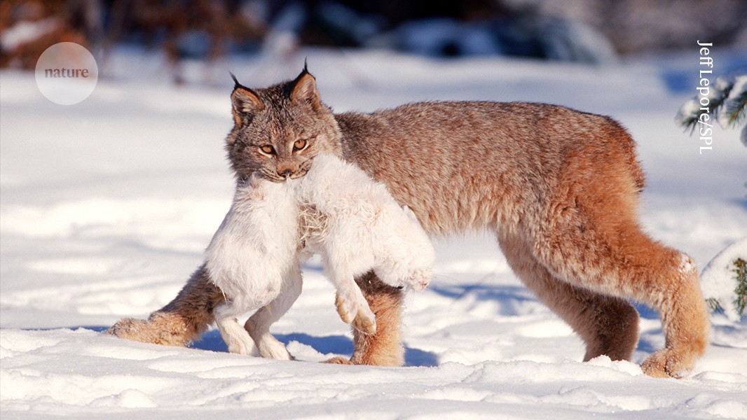 GPS tracking reveals how hares shape lynx populations