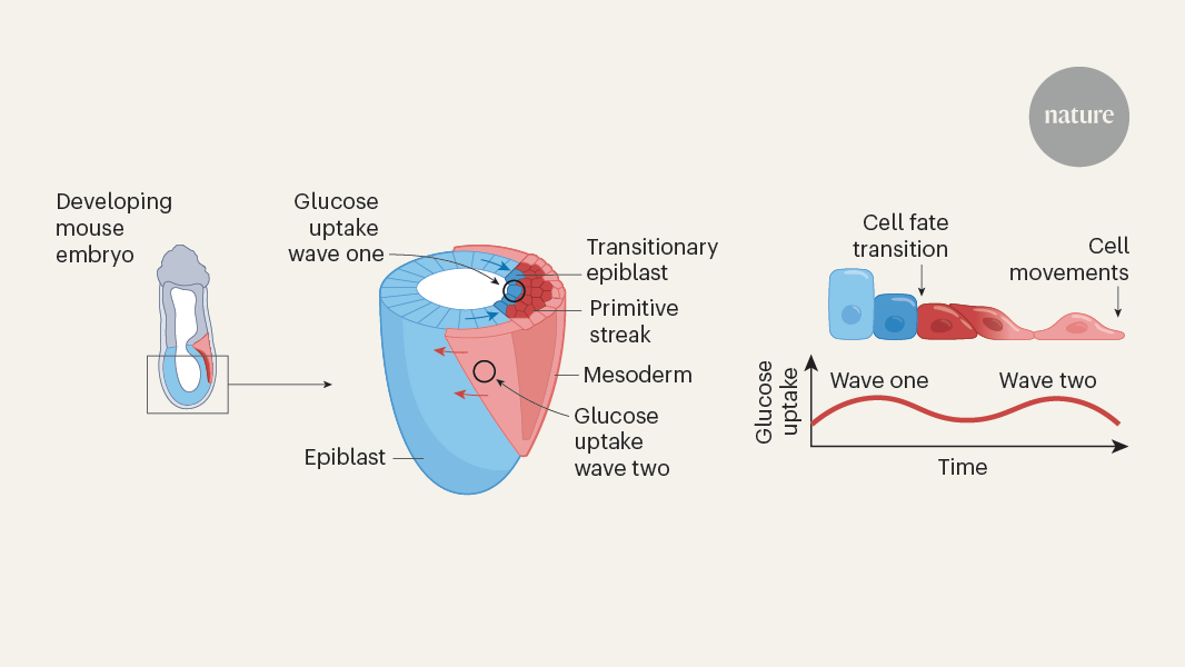 Glucose has a surprise role in directing cell fate and migration