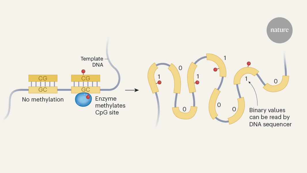 ‘Do-it-yourself’ data storage on DNA paves way to simple archiving system