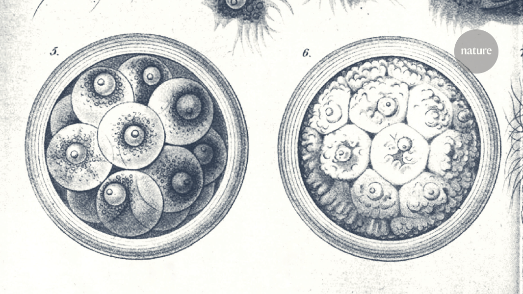 Clues to the origin of embryonic development in animals