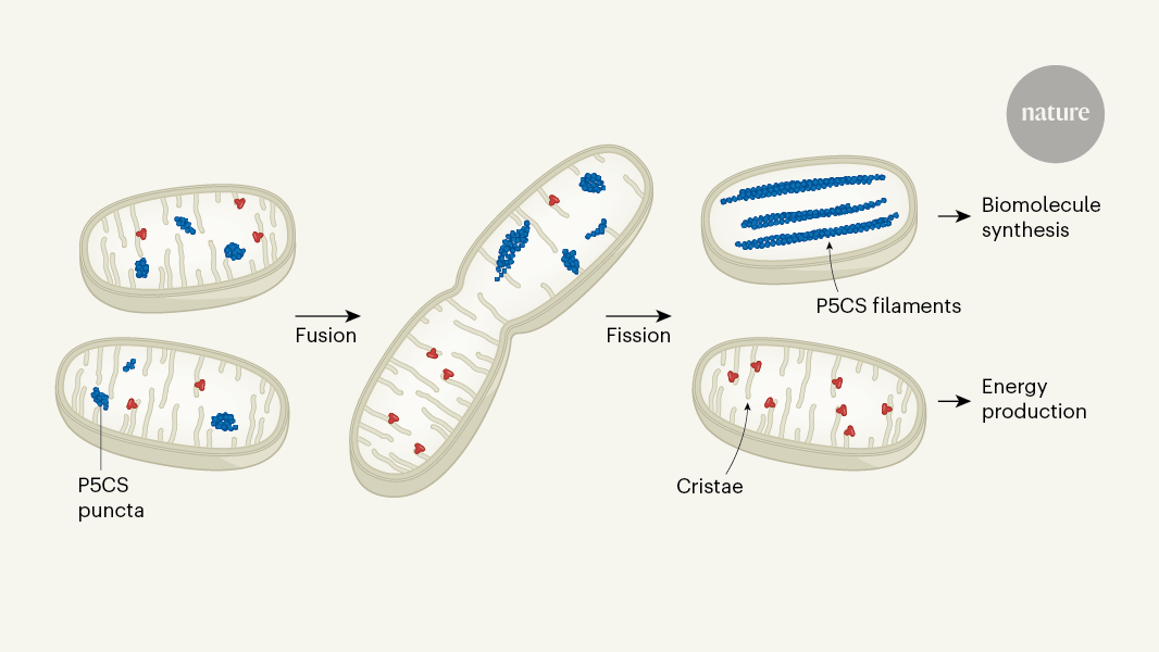 Division of labour: mitochondria split to meet energy demands