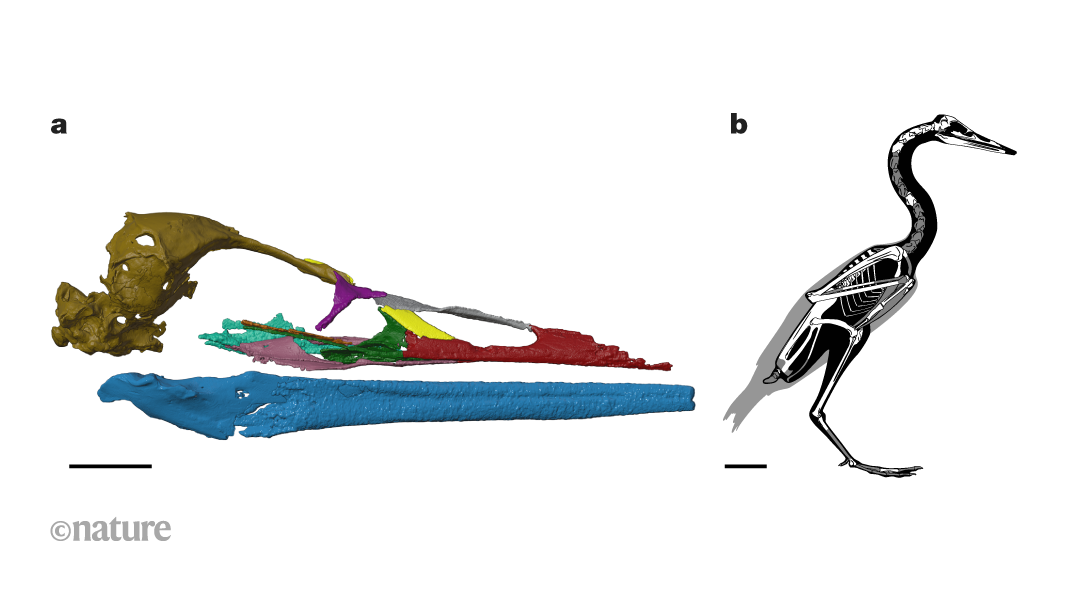 Fossil bird skull suggests Antarctic waterfowl survived Cretaceous mass extinction