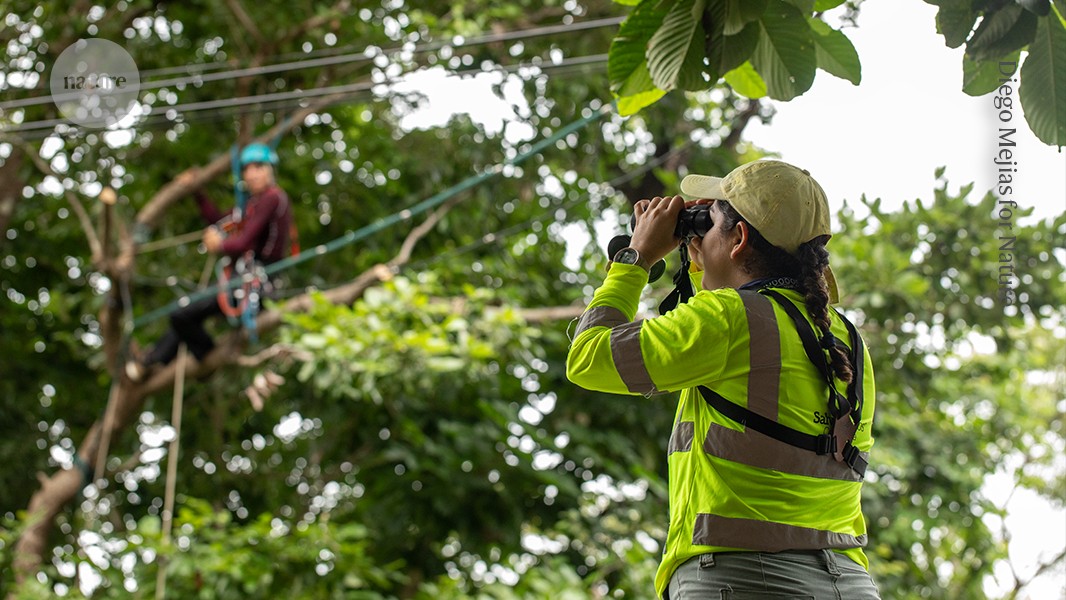 I create routes through trees to help stop howler monkeys being electrocuted by power lines