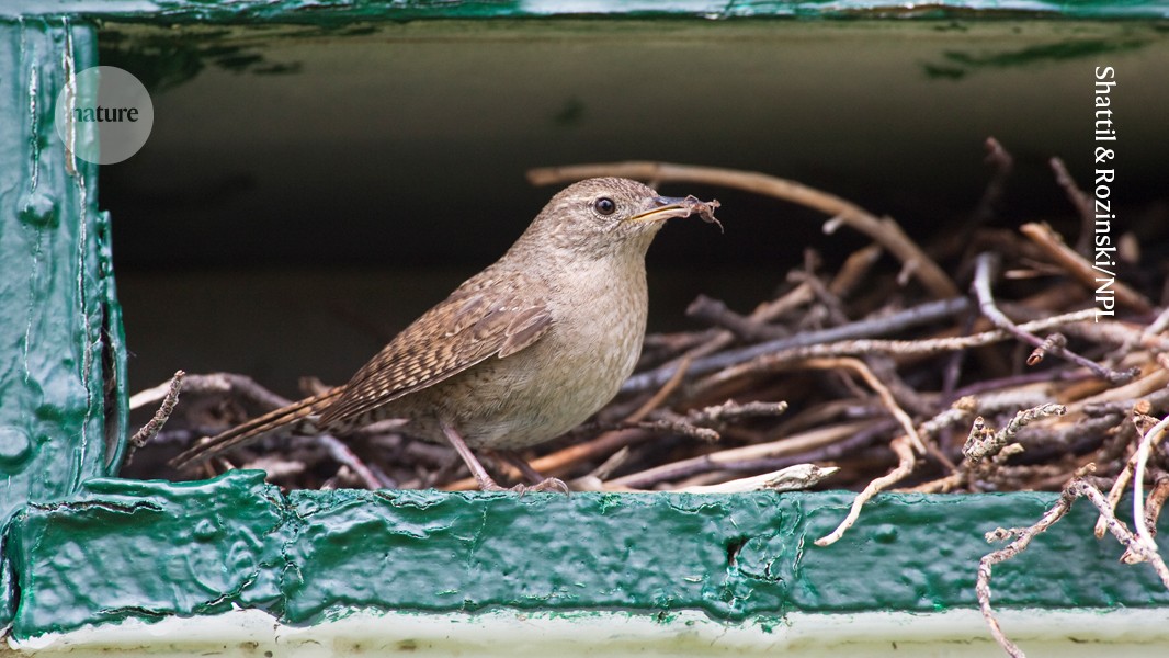 Fancy birds decorate nests with a natural pattern: snakeskin