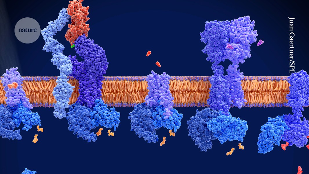 Build your own receptor: modular system can be tailored to any antigen