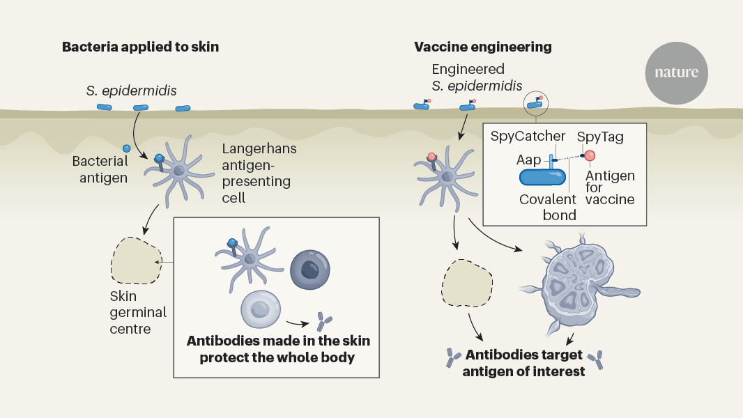 Skin in the game — locally made antibodies fight resident bacteria