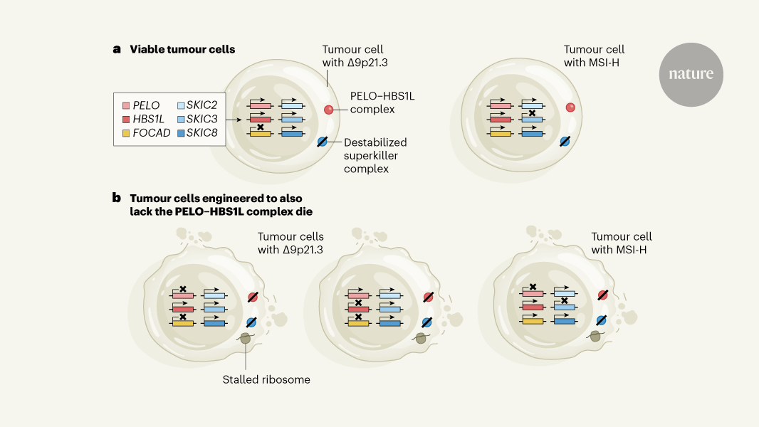 Superkiller complex problems expose a cancer-cell vulnerability