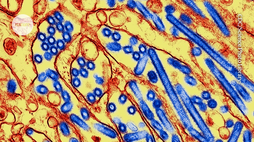 Will bird flu spark a human pandemic? Scientists say the risk is rising