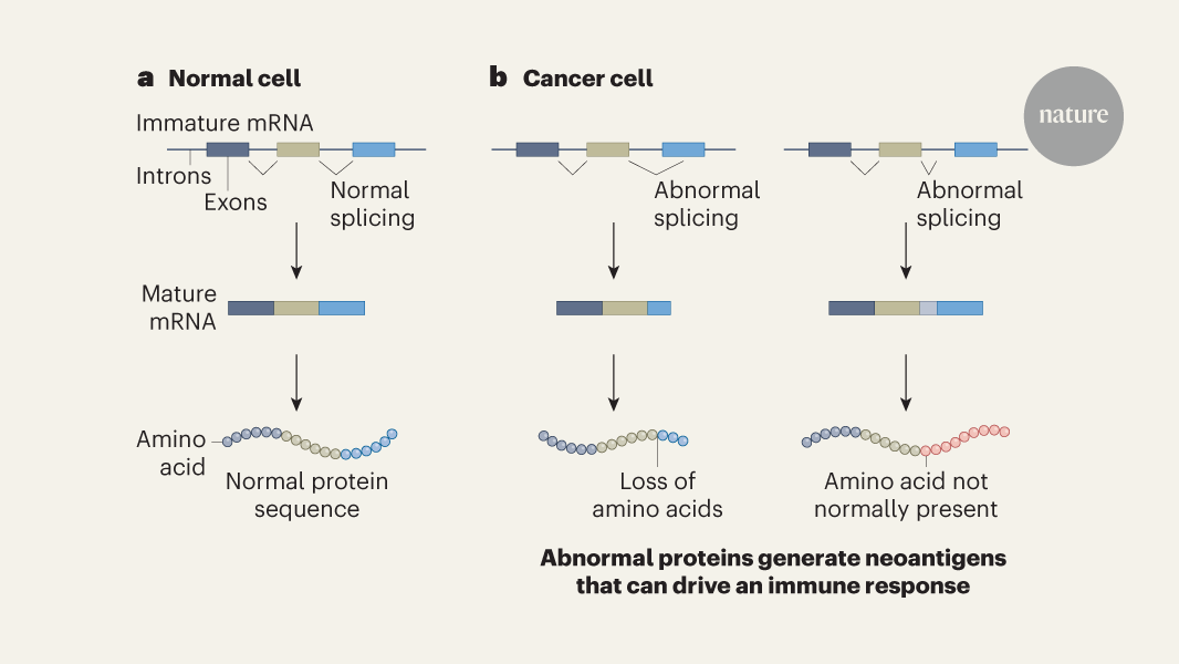 Peptides from abnormal RNA processing in cancer offer an immunotherapy target