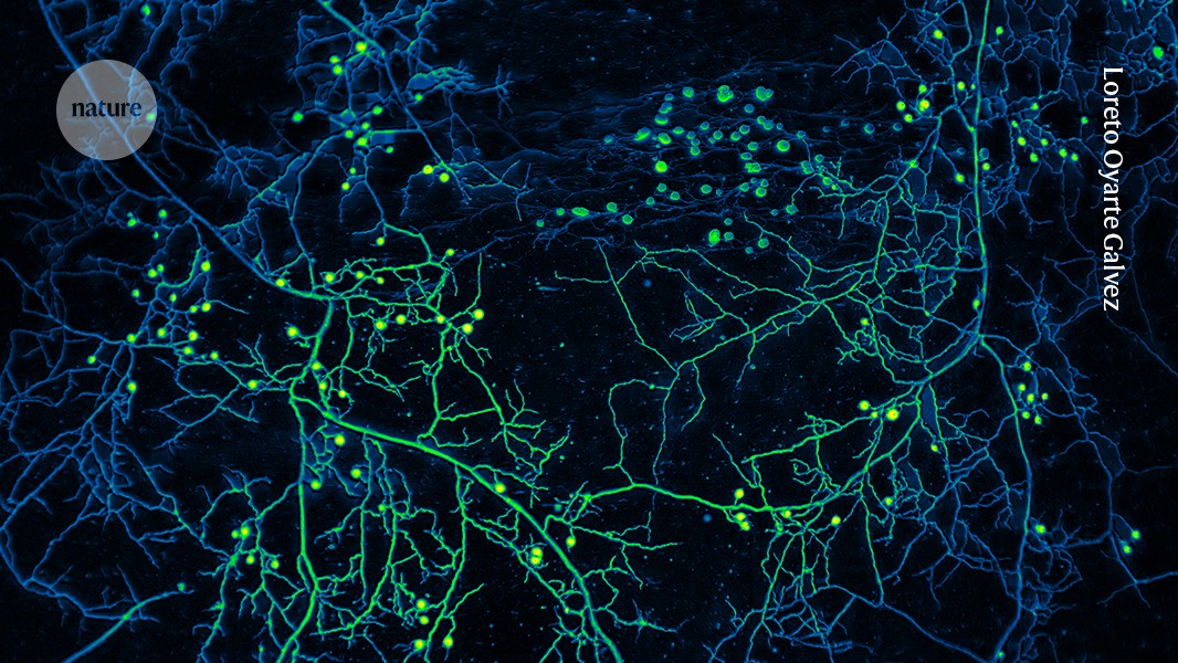 Revealing how fungi build planet-altering ‘road’ networks