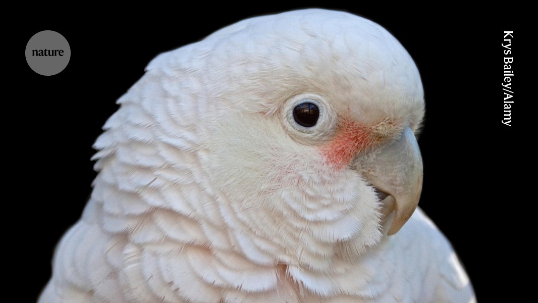 Gourmet cockatoos like to fancy up their food