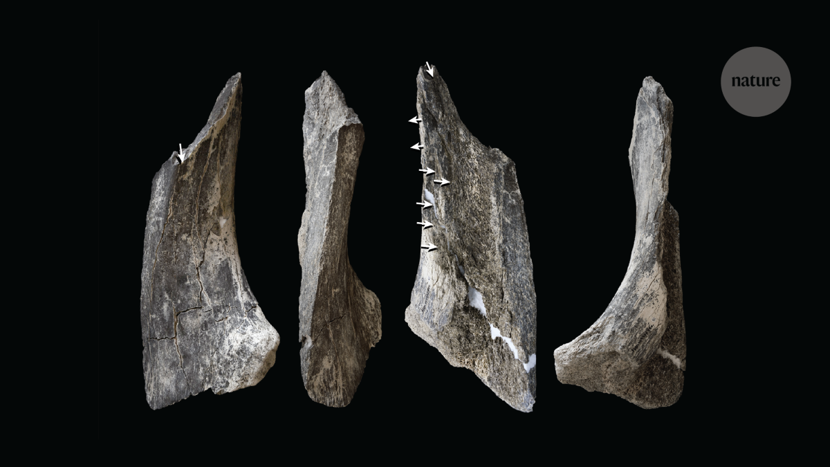 The early origins of bone-tool manufacturing traditions by hominins 1.5 million years ago