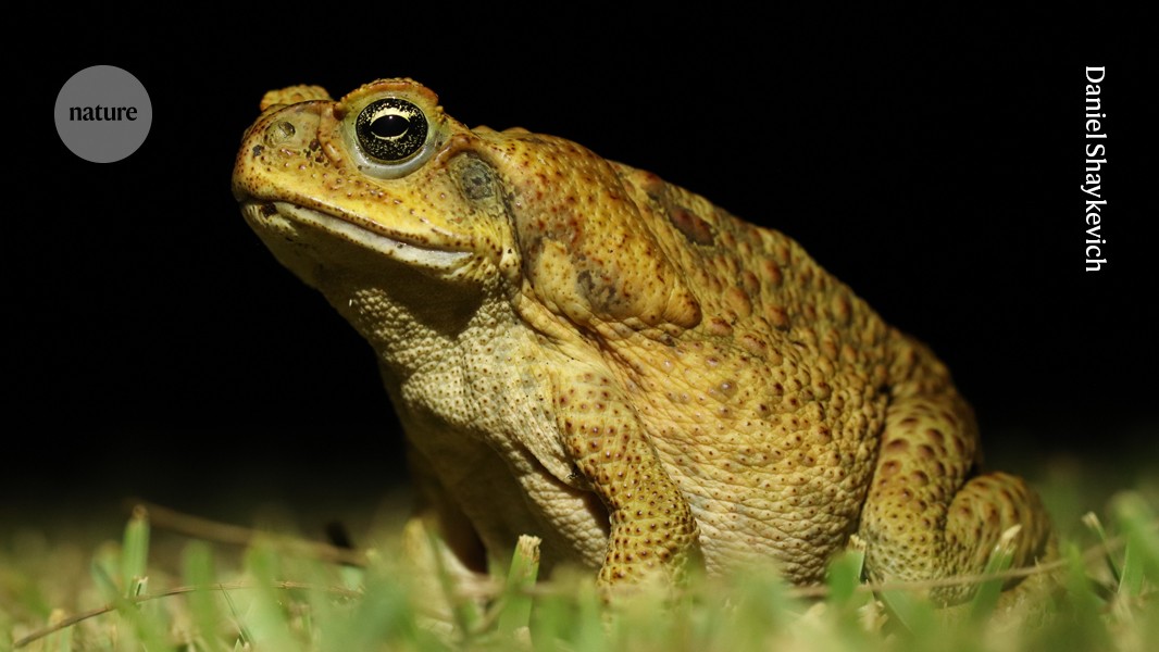 Take me home, country toads