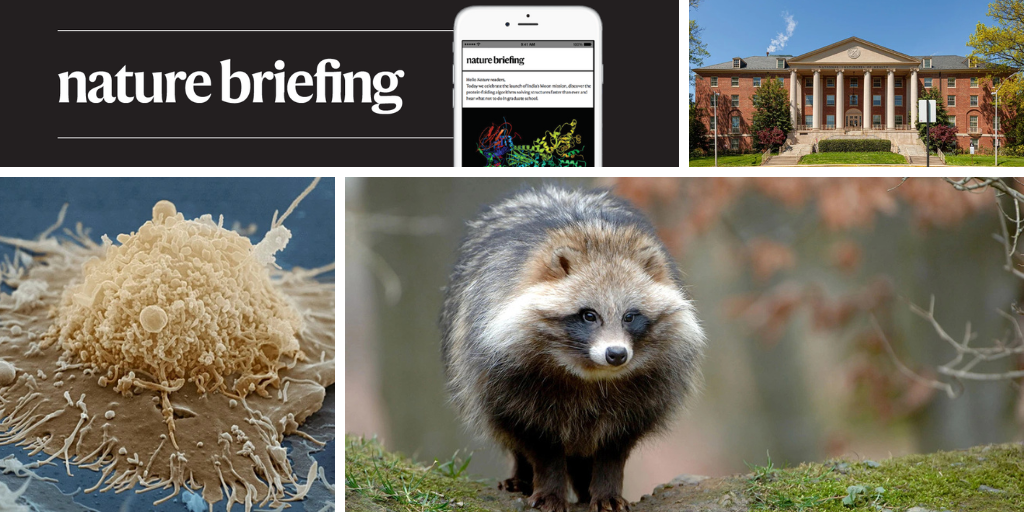 Daily briefing: Where did COVID-19 come from? Evidence points to raccoon dogs