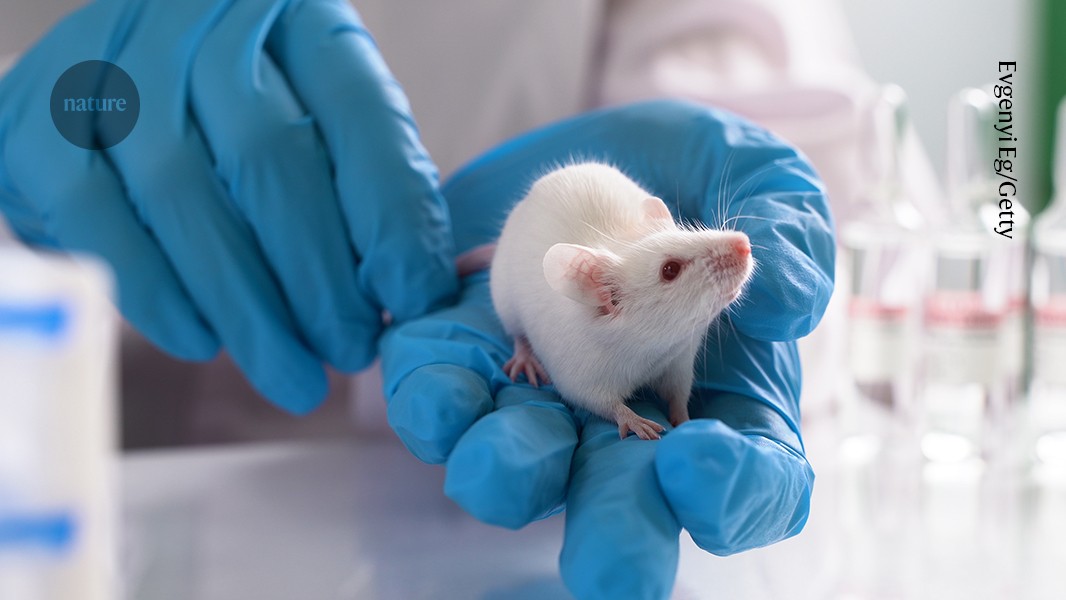 How ‘animal methods bias’ is affecting research careers