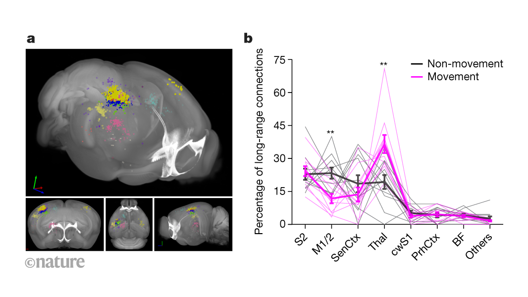 Diversity in neuronal activity could be caused by differences in inputs