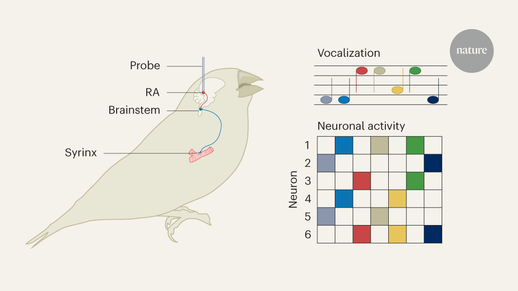 Bird brains help scientists to unveil the secrets of speech