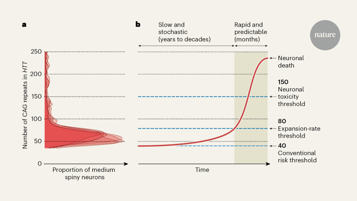 Errors in the Huntington’s disease gene accumulate slowly and then all at once