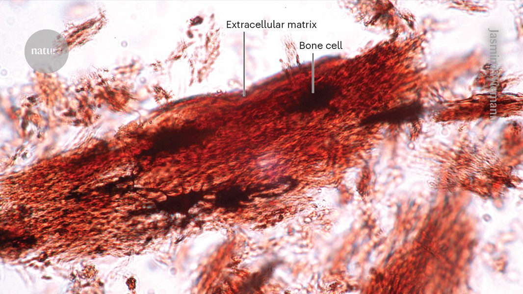 Fossilized dinosaur cells that defied the ravages of time — 20 years since a key discovery