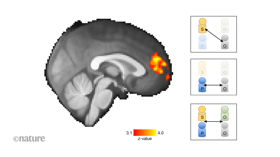 The brain’s building blocks for understanding social interactions