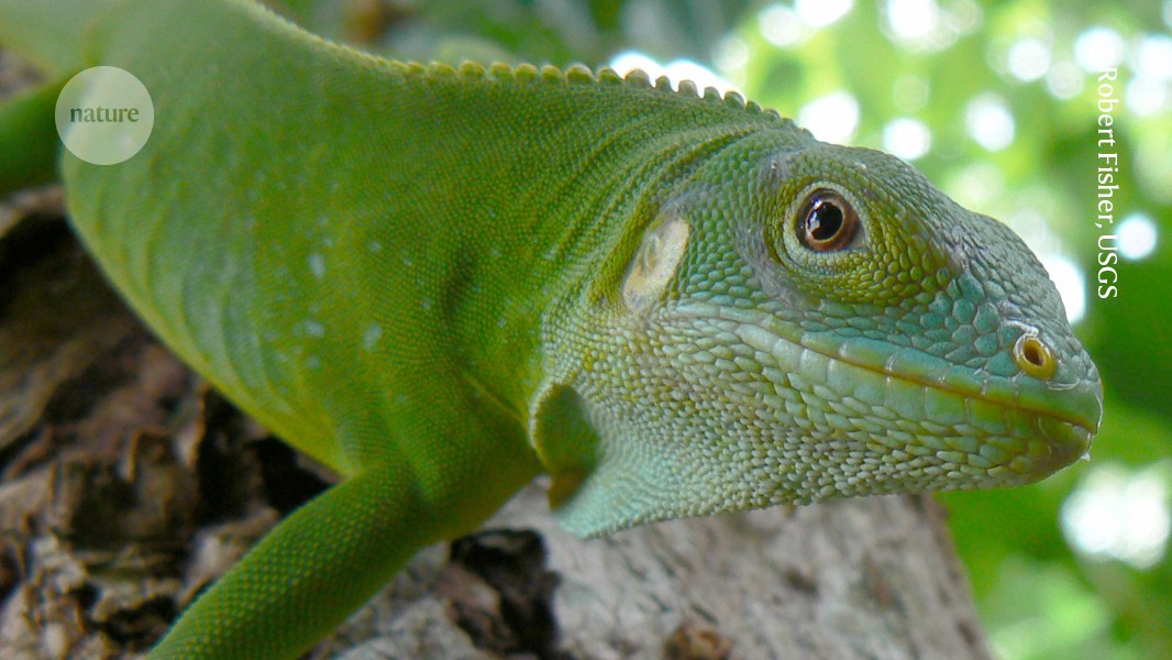 Iguanas reached Fiji by floating 8,000 kilometres across the sea