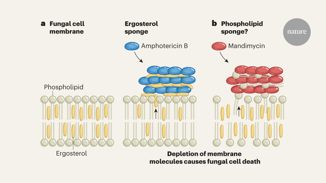 New antifungal breaks the mould