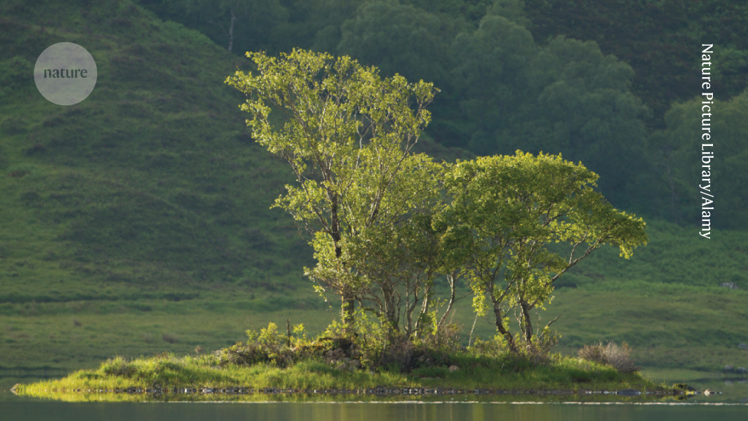 What is the best type of tree to use for forest restoration?