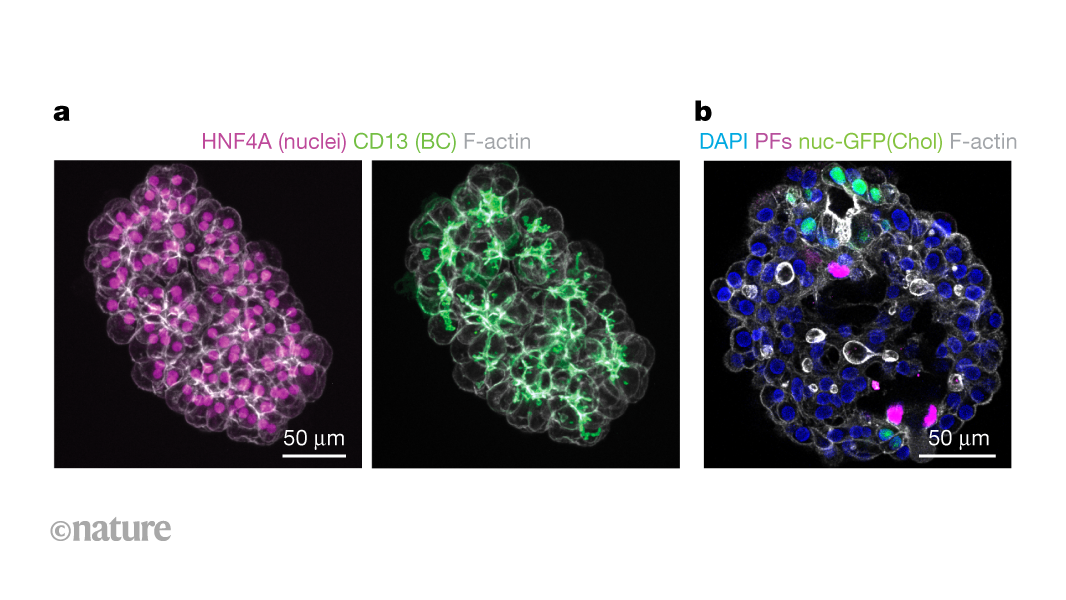 media.nature.com image