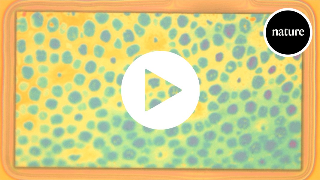 media.nature.com image