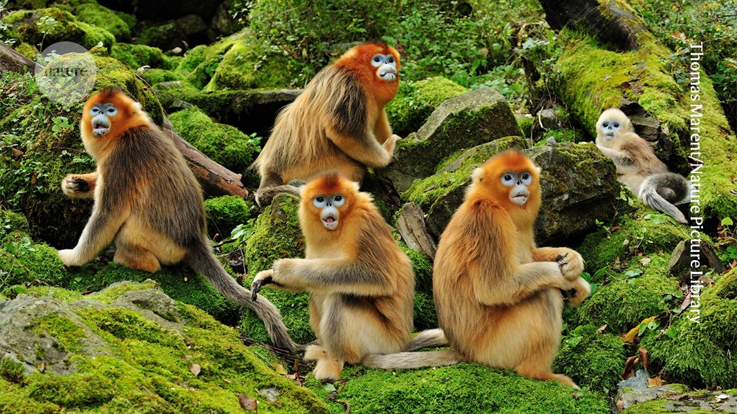 Same-sex sexual behaviour can help primates to survive - and reproduce