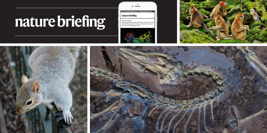 Daily briefing: Same-sex sex is a normal part of some primates' lives