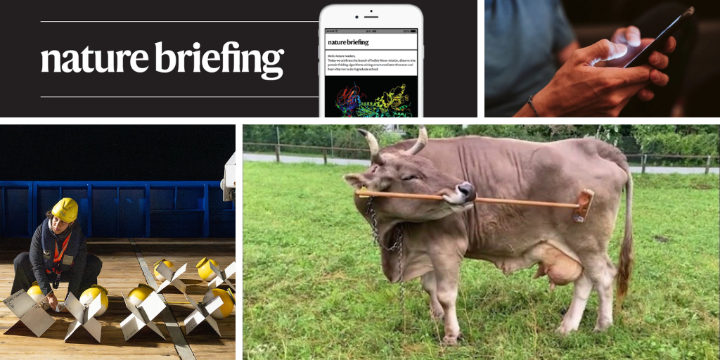 Daily briefing: The first documented case of tool use in cattle