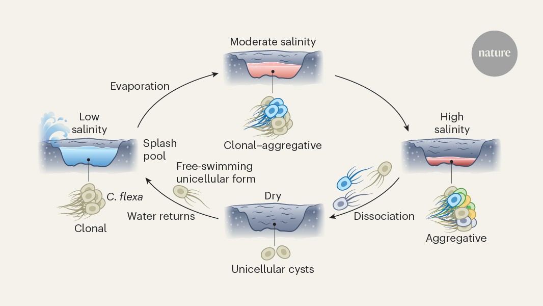 media.nature.com image