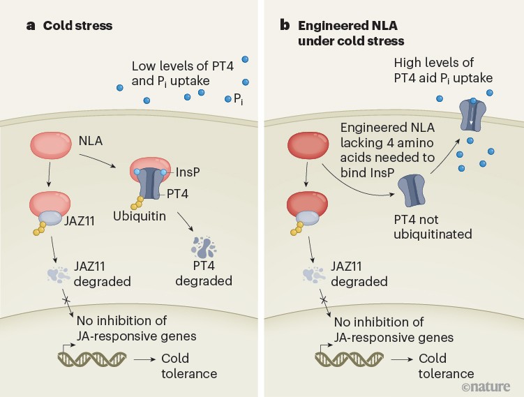 media.nature.com image