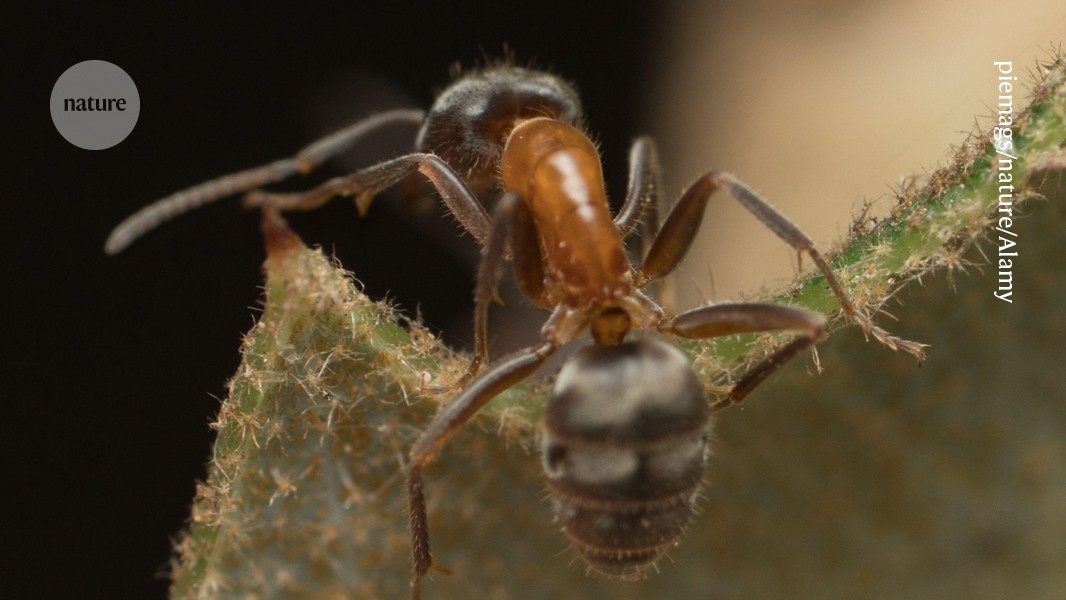 media.nature.com image