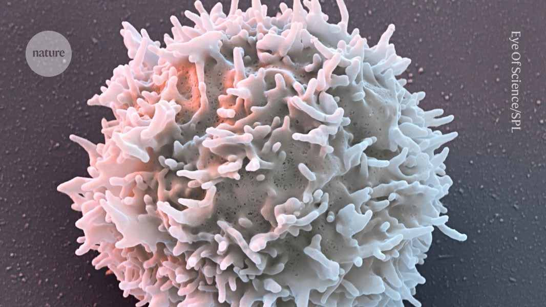 CAR-T therapy provides relief for children with autoimmune diseases